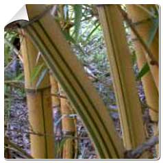 Bambu Bambusa vulgaris Vittata
